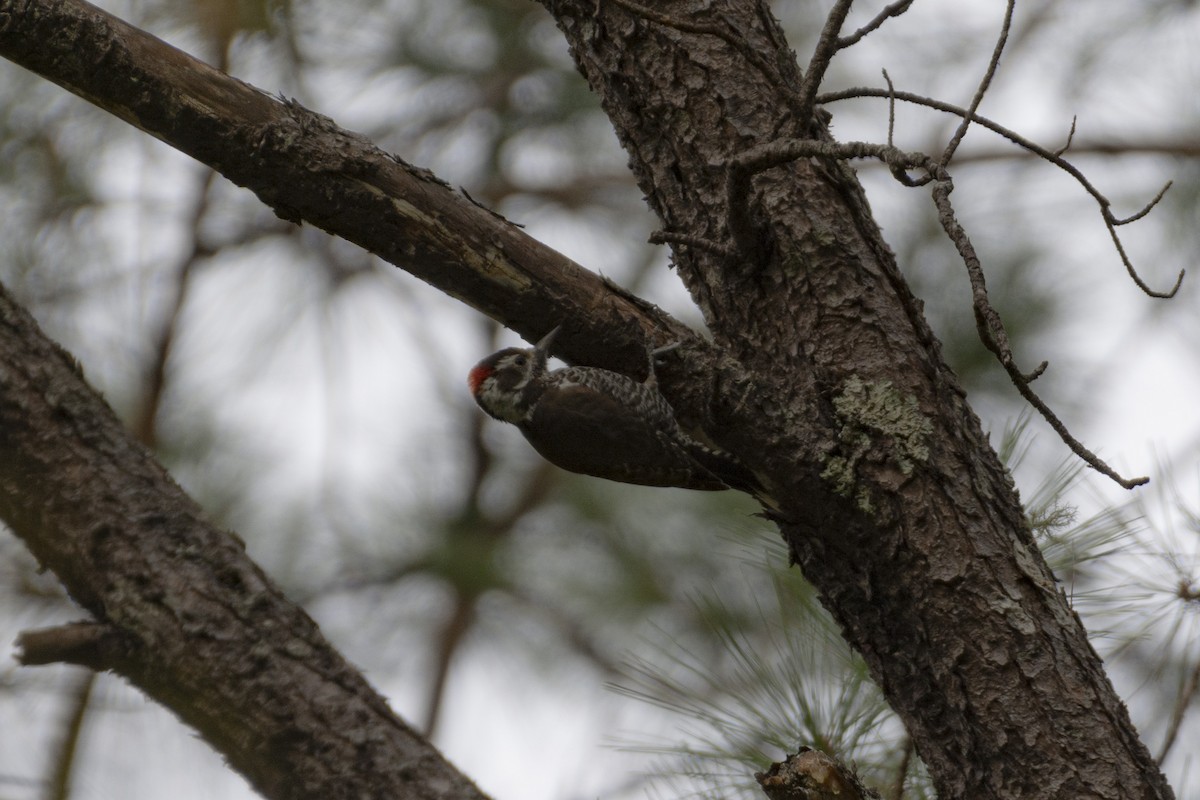 Arizona Woodpecker - ML520173041