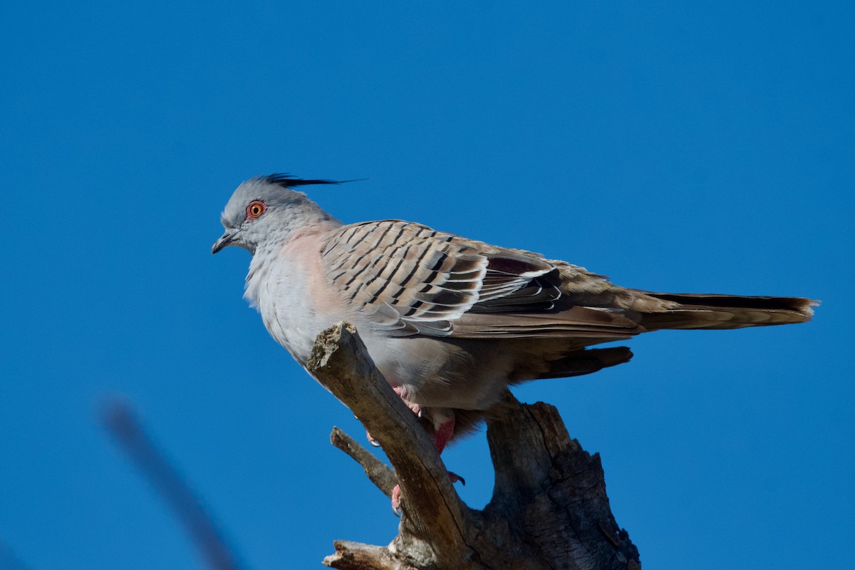 Crested Pigeon - ML520175901