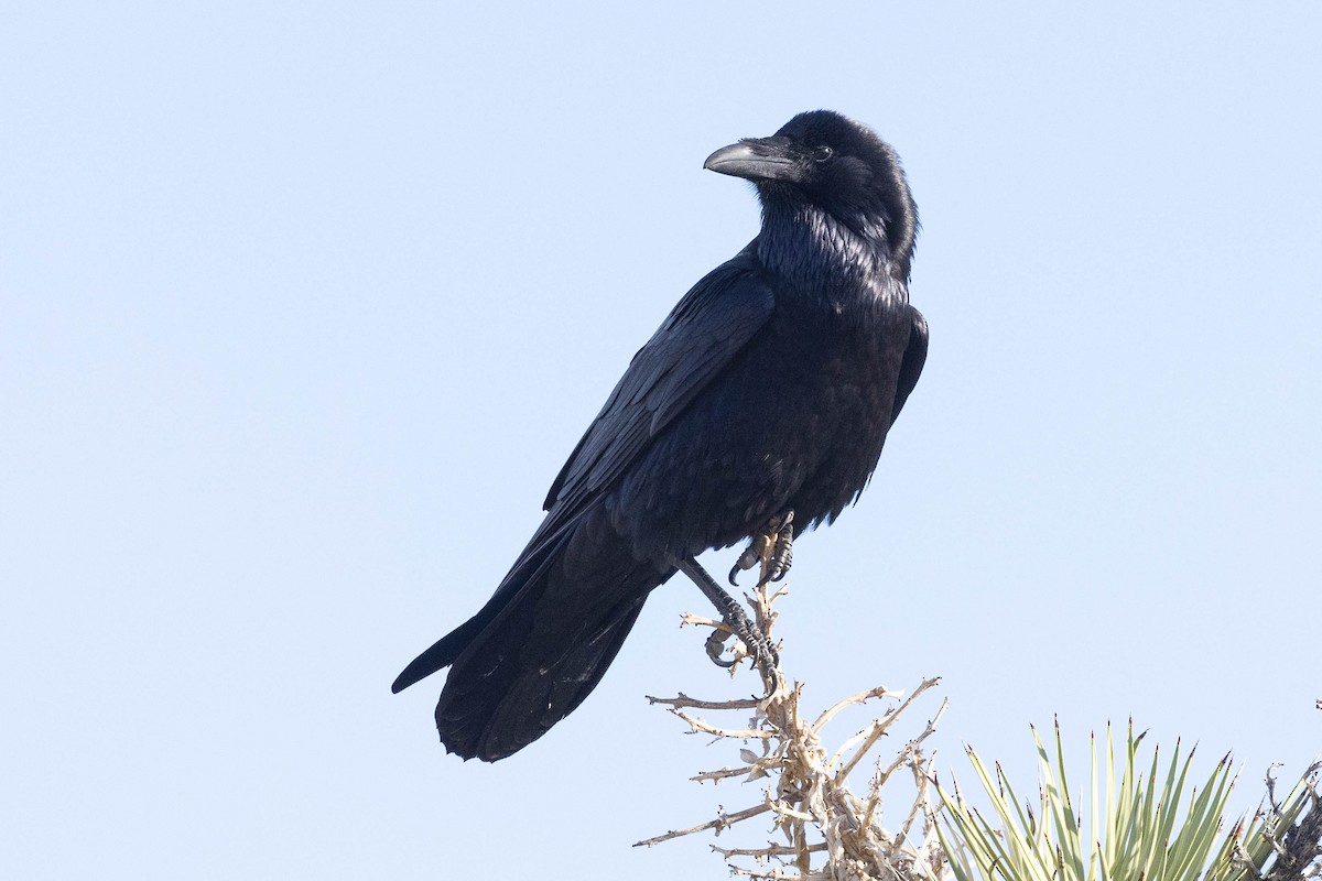 Common Raven - Eric VanderWerf