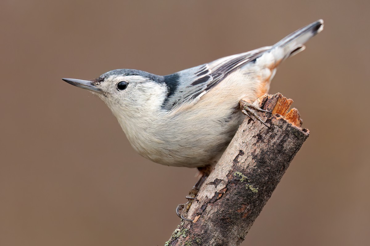 White-breasted Nuthatch - ML520179091