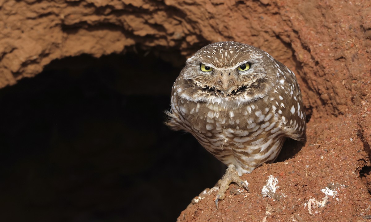 Burrowing Owl - ML520181361