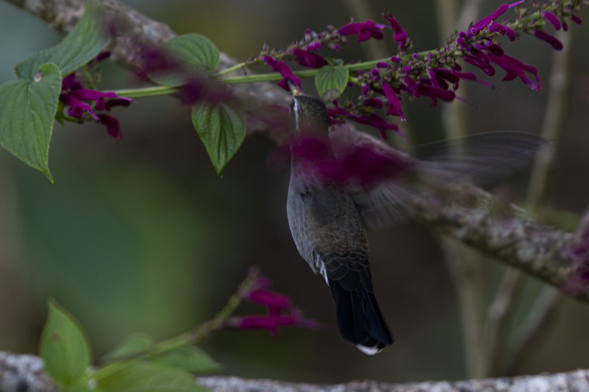 kolibřík blankytohrdlý - ML520181531