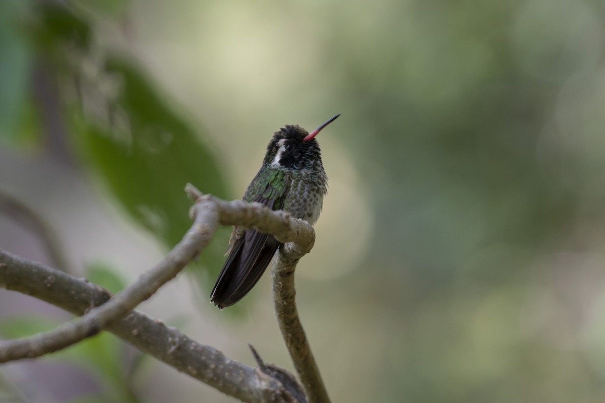 Ak Kulaklı Kolibri - ML520181591