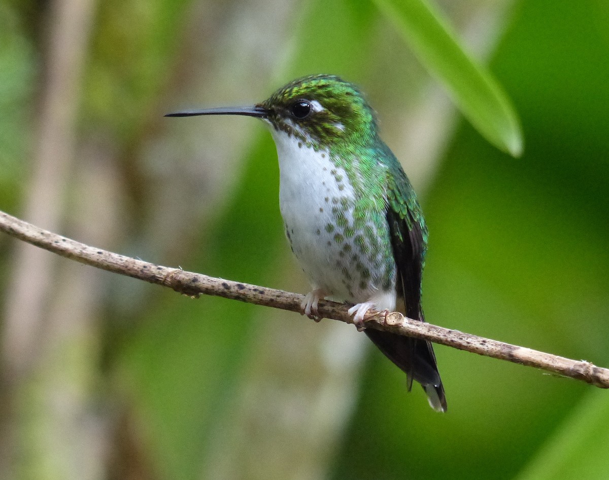 White-booted Racket-tail - David Bree