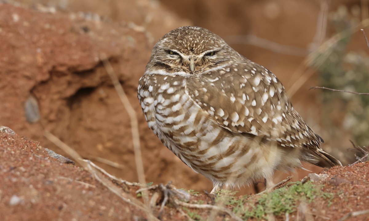 Burrowing Owl - ML520182471