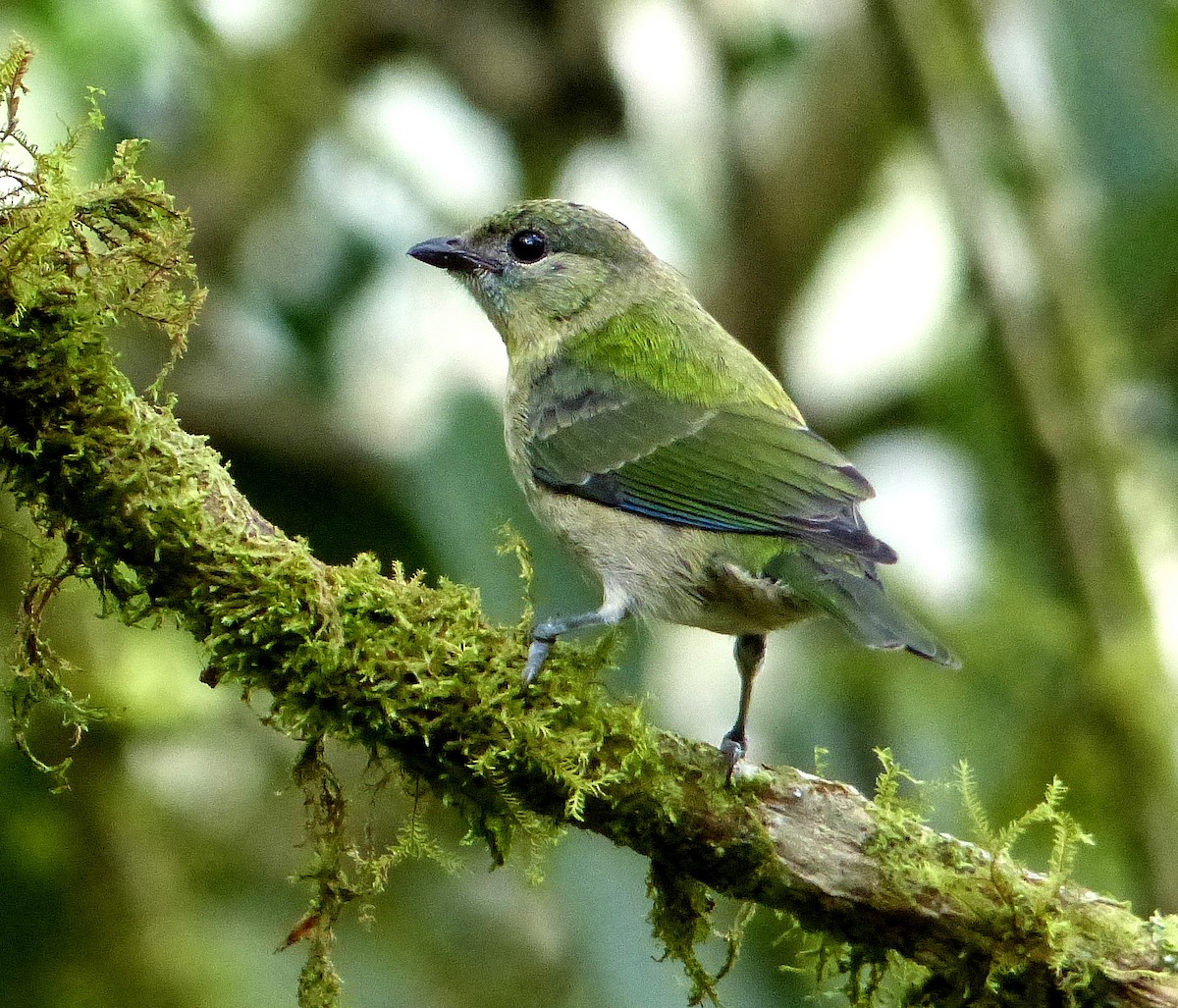 Black-capped Tanager - David Bree
