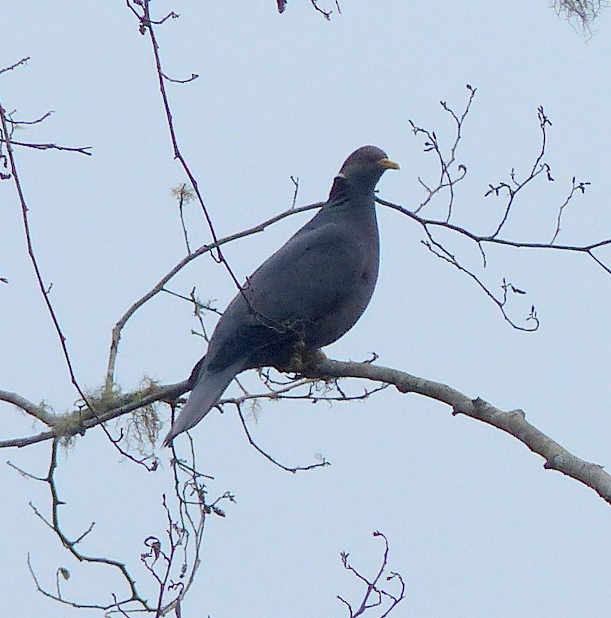 Band-tailed Pigeon - ML52018471