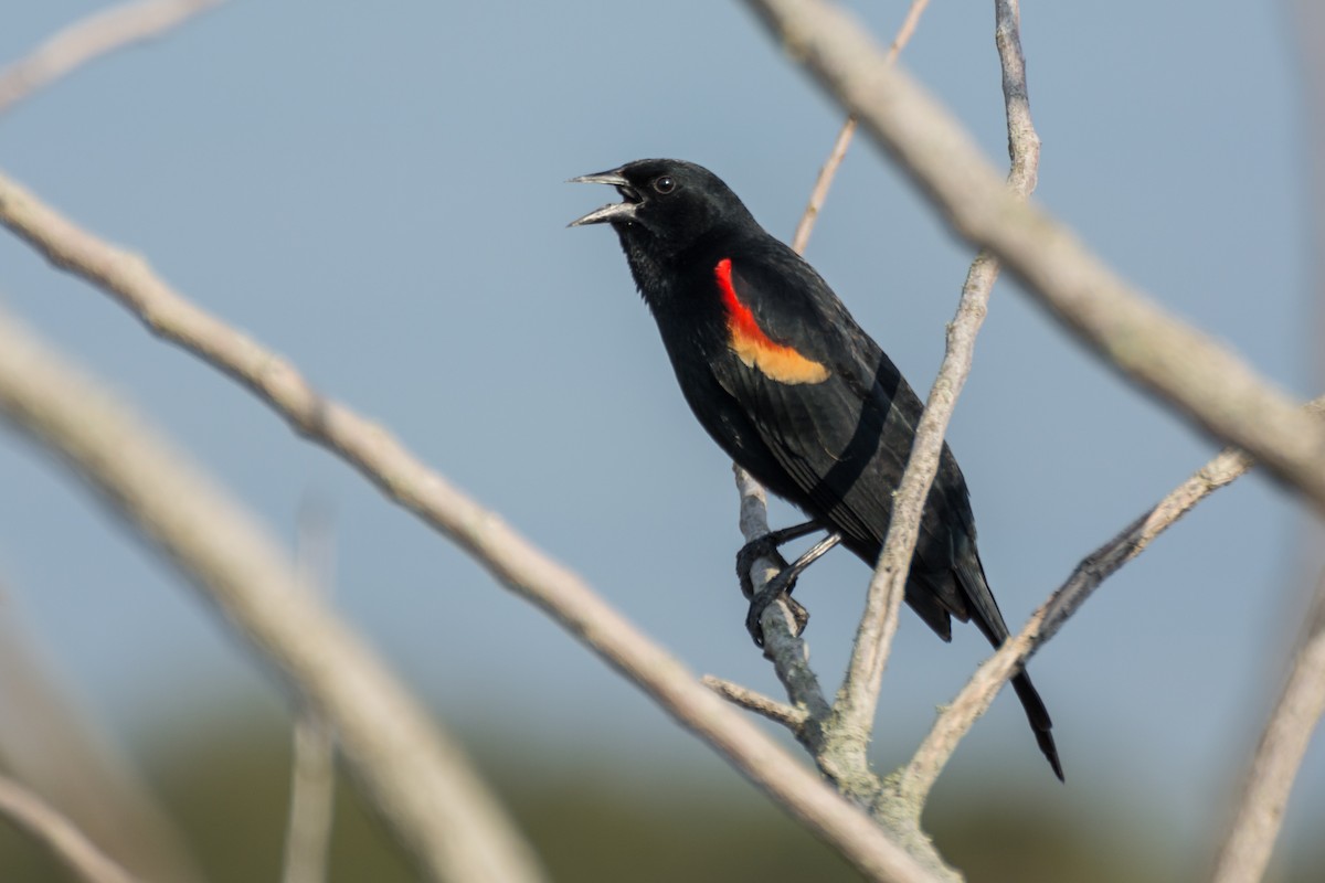 Red-winged Blackbird - Camille Merrell