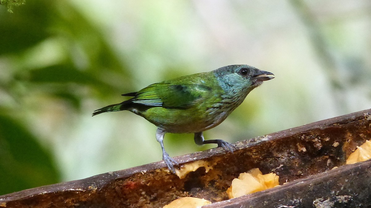 Black-capped Tanager - ML52018591