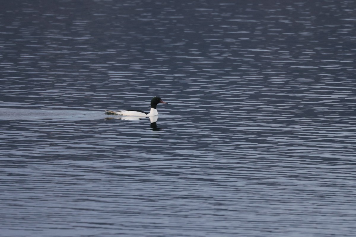 Common Merganser - ML520187951