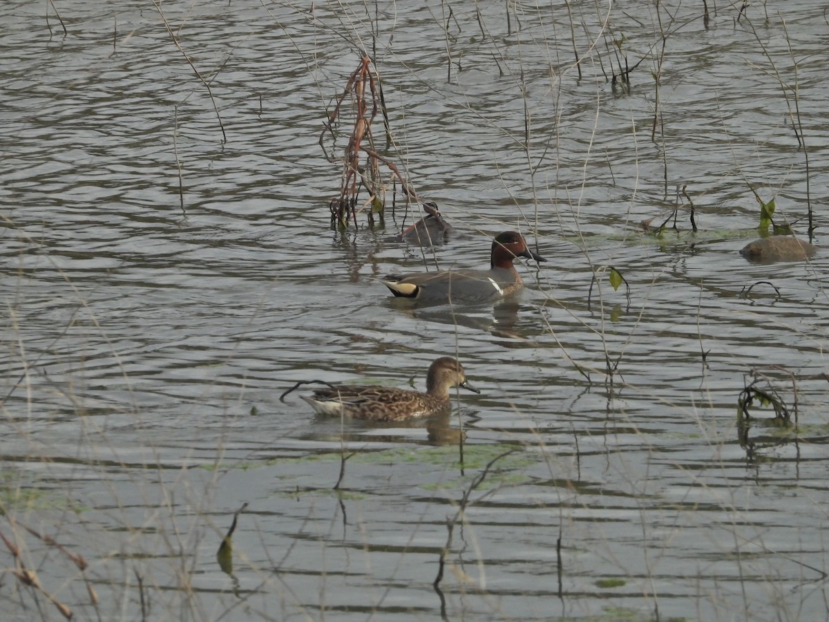 Green-winged Teal - ML520192851