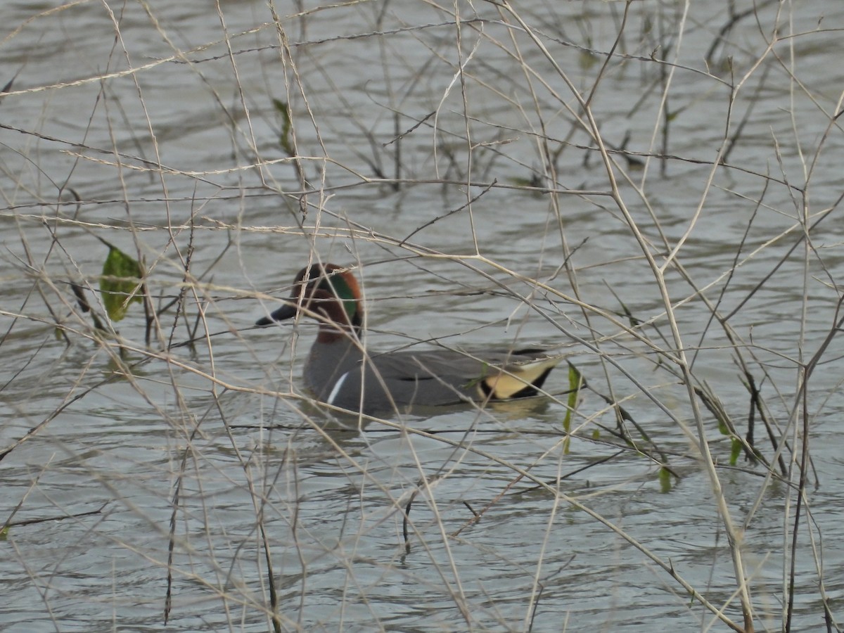 Green-winged Teal - ML520192941