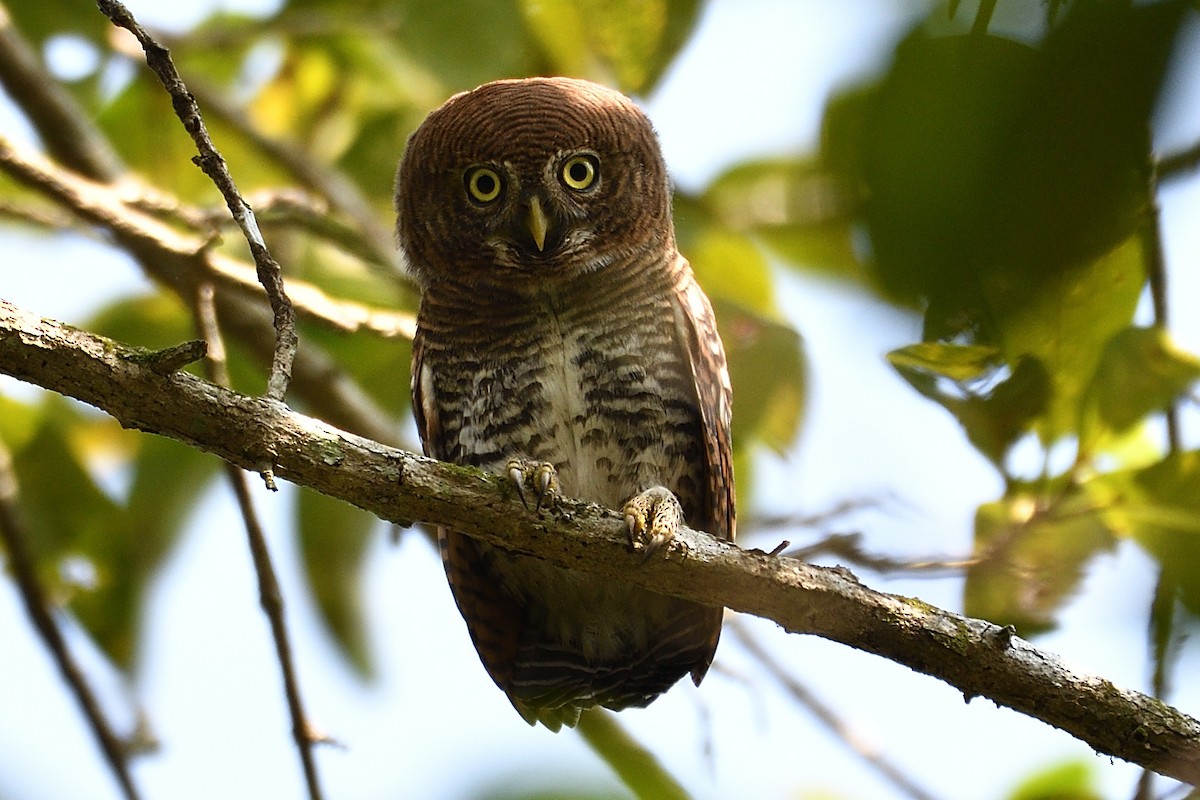 Jungle Owlet - H Nambiar