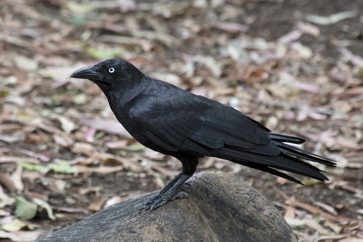 Torresian Crow - ML520193471