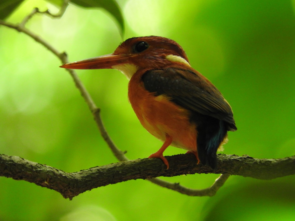Sulawesi Dwarf-Kingfisher - ML52019721