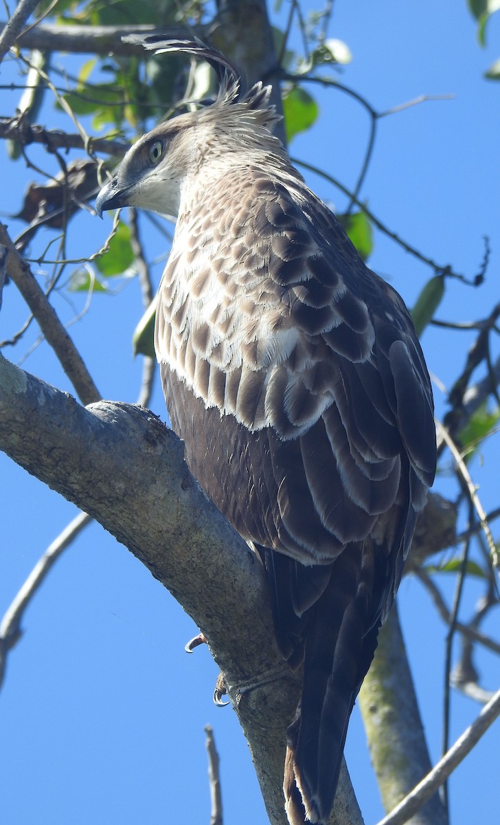 Changeable Hawk-Eagle (Crested) - ML520199911