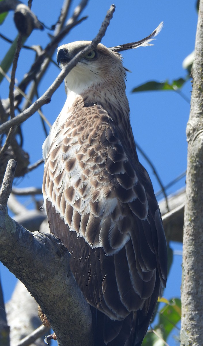 Changeable Hawk-Eagle (Crested) - ML520199921