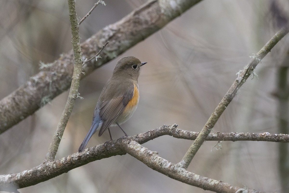 Red-flanked Bluetail - ML520203641