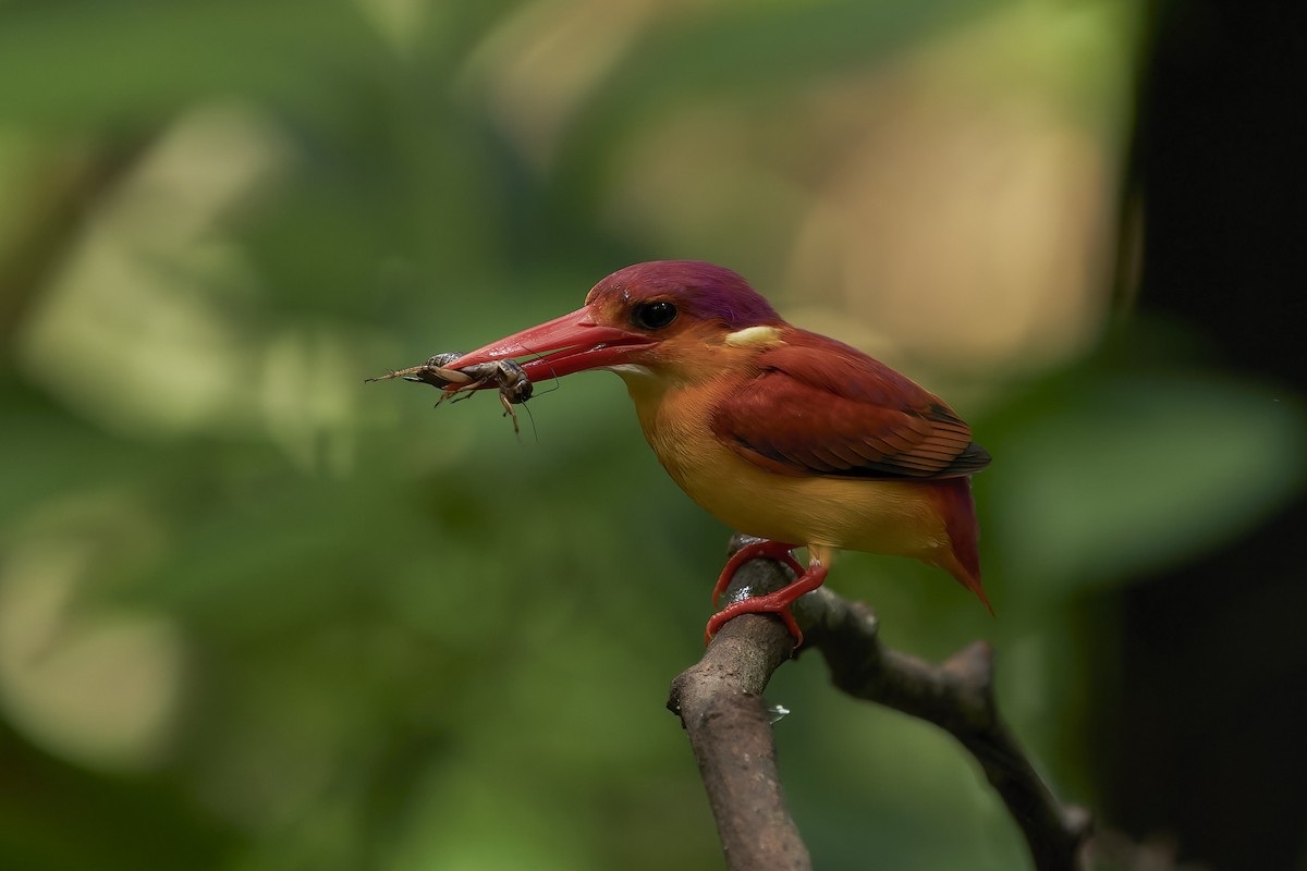 Rufous-backed Dwarf-Kingfisher - krishna gopagondanahalli