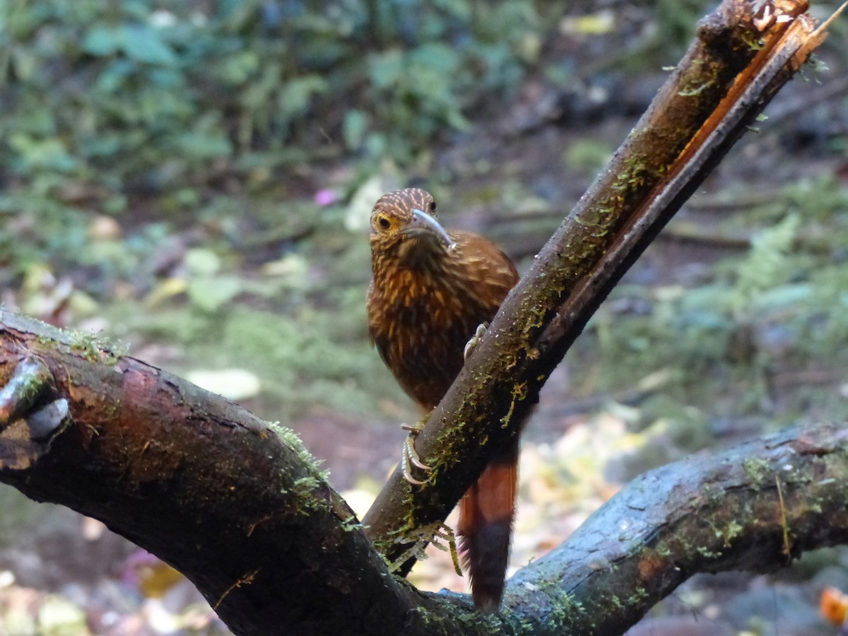 Strong-billed Woodcreeper - ML52020441