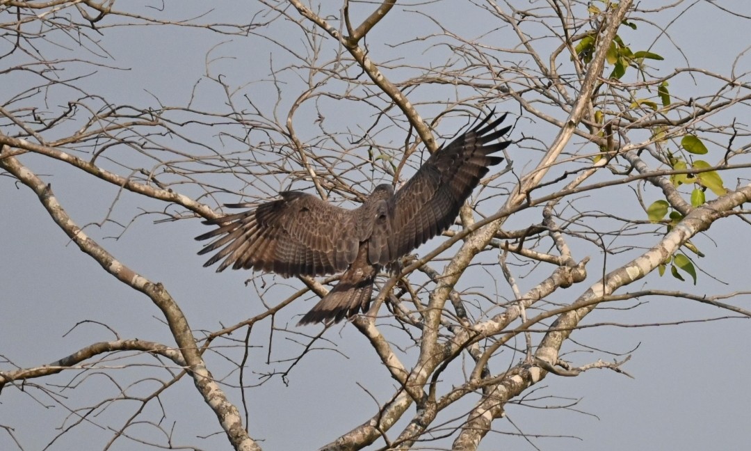 Crested Serpent-Eagle - ML520205411