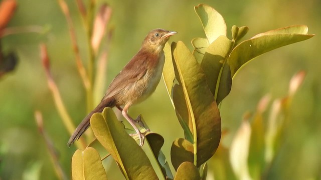 Broad-tailed Grassbird - ML520212841