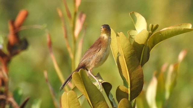 Broad-tailed Grassbird - ML520212851