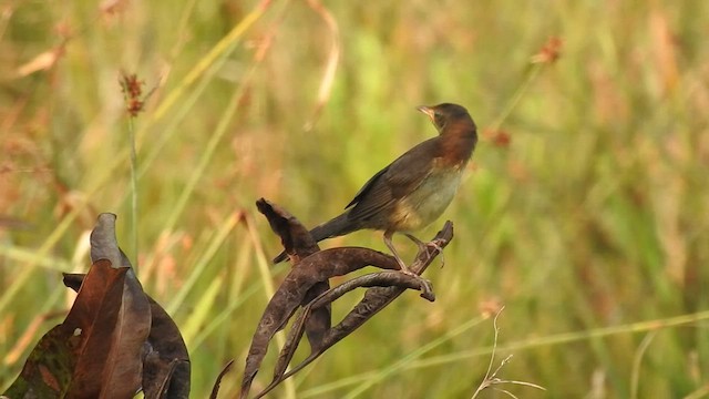 Broad-tailed Grassbird - ML520212861