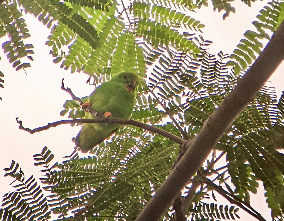 Moluccan Hanging-Parrot - Rich Bayldon