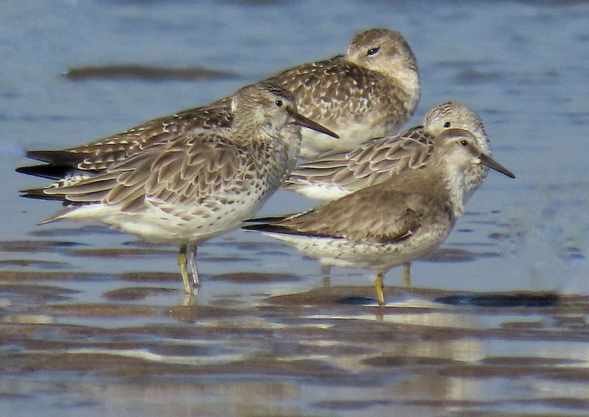 Great Knot - ML520214301