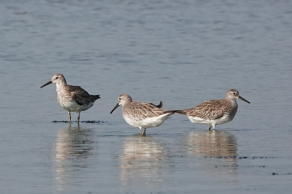 Great Knot - ML520214831