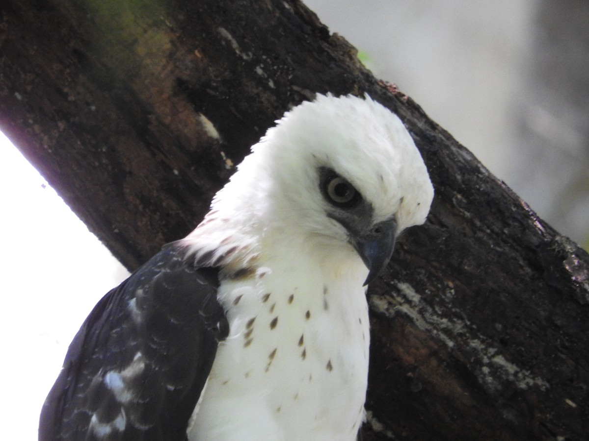 Sulawesi Hawk-Eagle - Pam Rasmussen