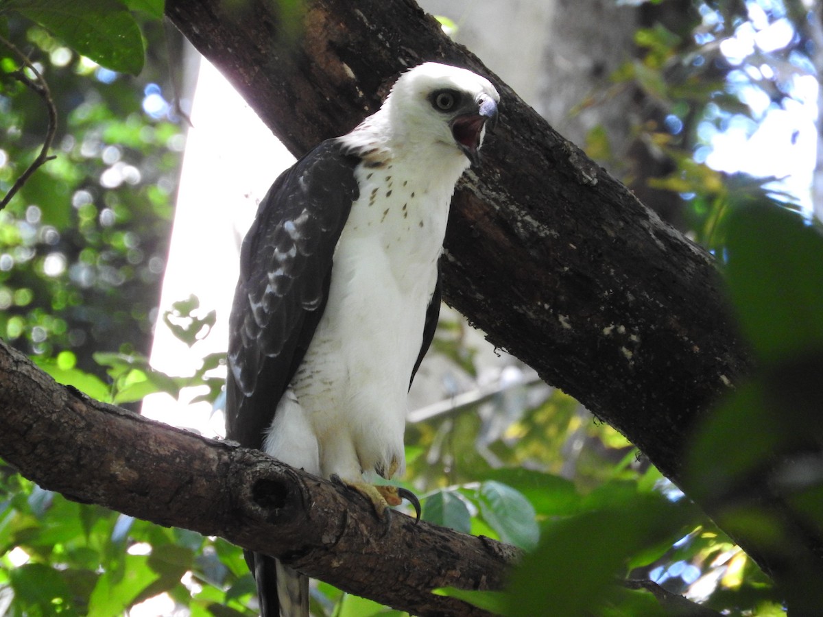 Sulawesi Hawk-Eagle - ML52021841