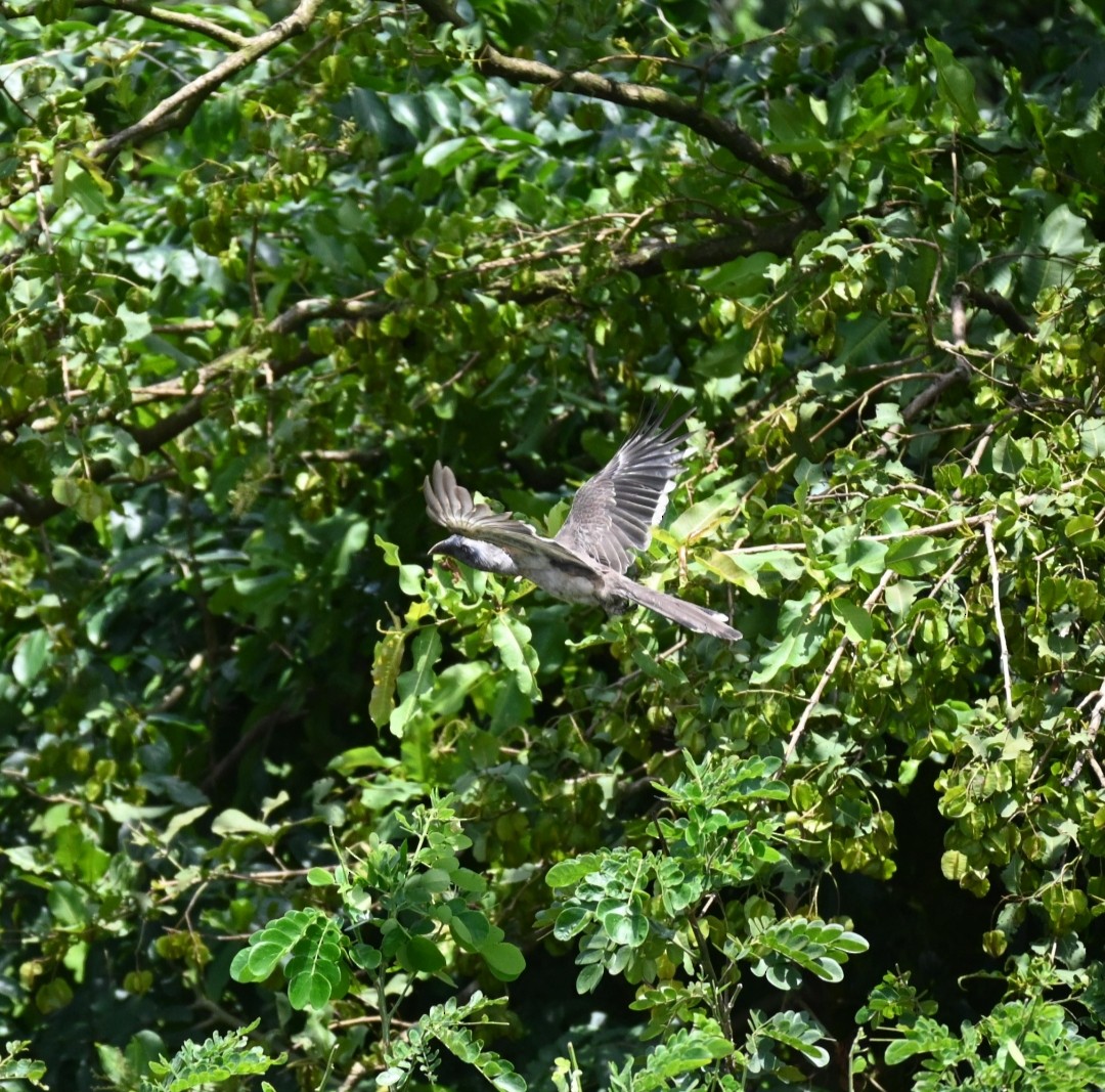 Malabar Gray Hornbill - Vaishnav Auti