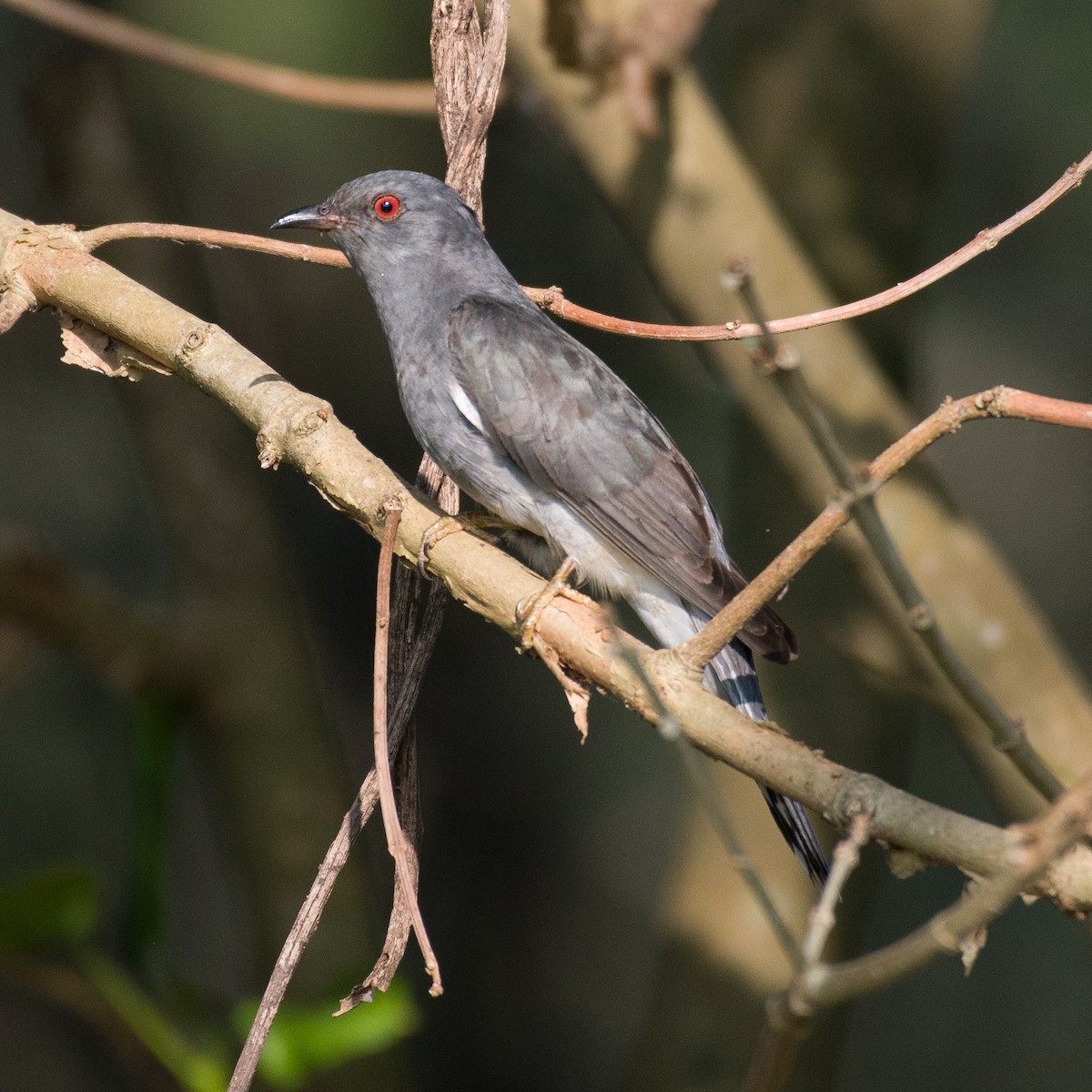 Gray-bellied Cuckoo - Mohammed Hirash