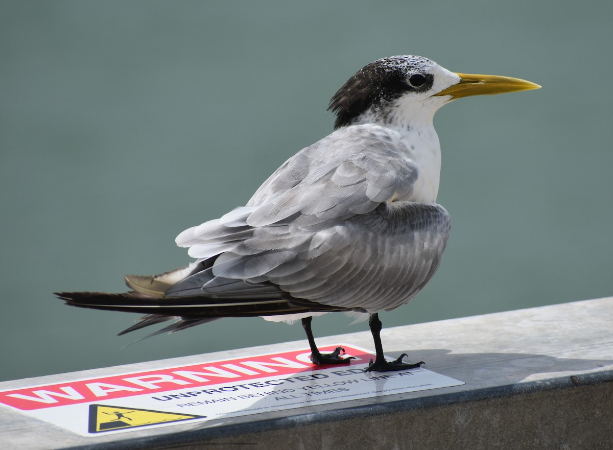 Great Crested Tern - ML520220471
