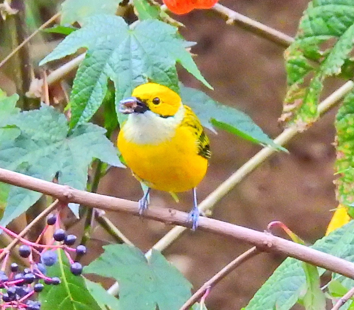 Silver-throated Tanager - ML52022341