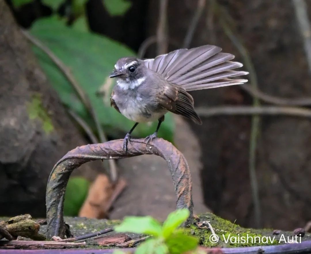 Spot-breasted Fantail - ML520226011