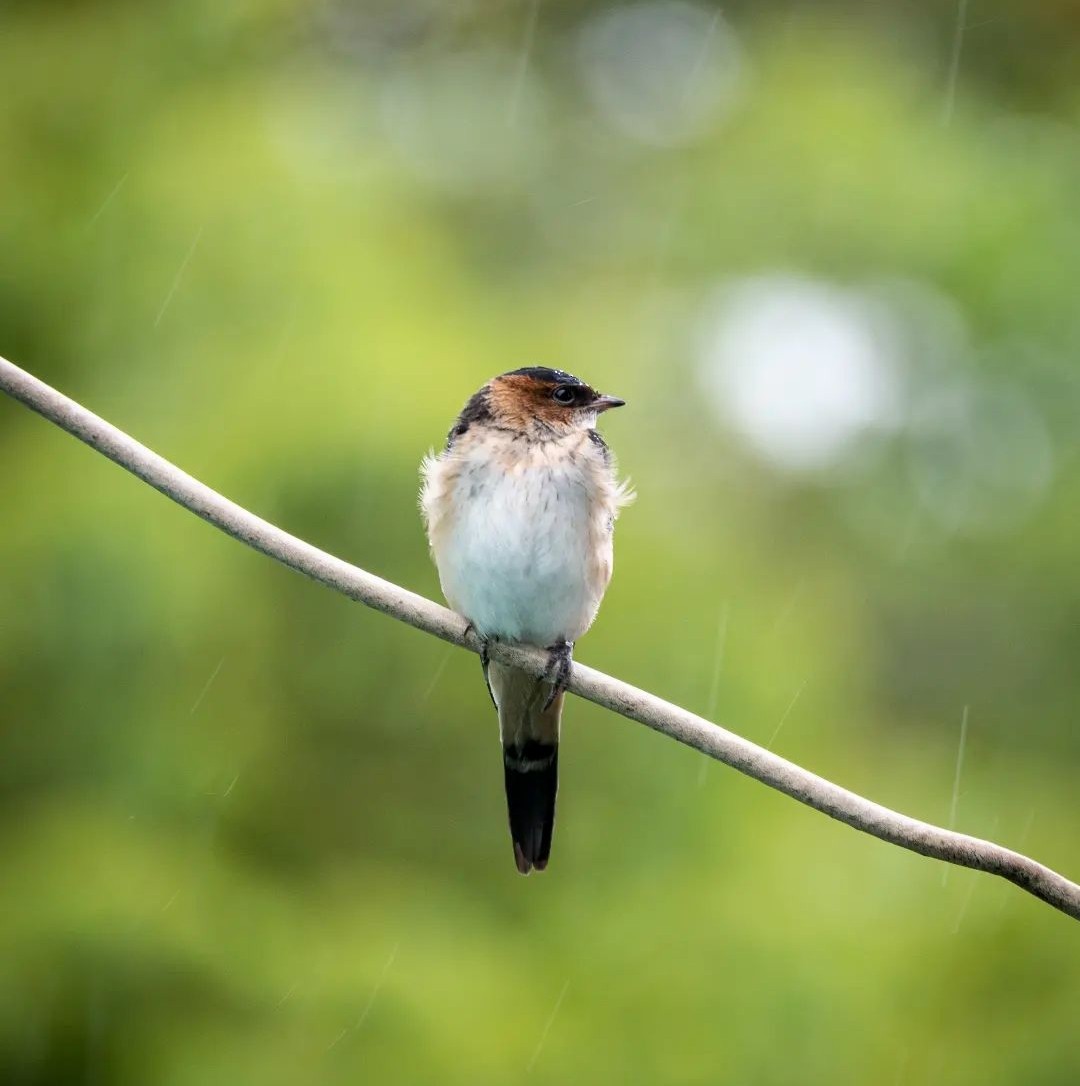 Red-rumped Swallow - ML520226021