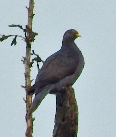 Band-tailed Pigeon - ML52022891