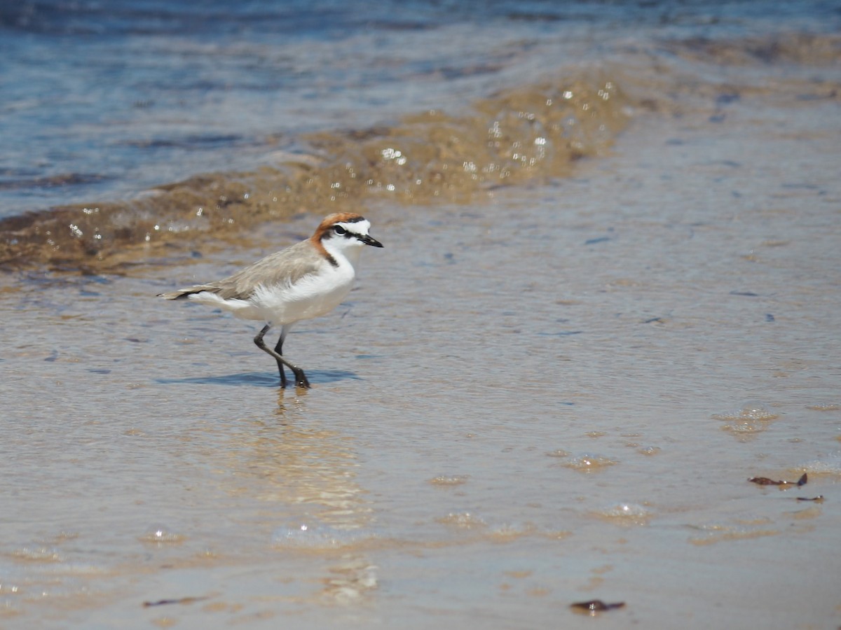 Red-capped Plover - ML520229571