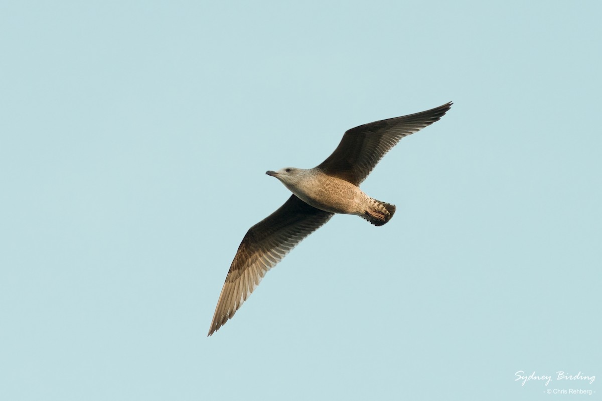 Herring Gull - Chris Rehberg  | Sydney Birding