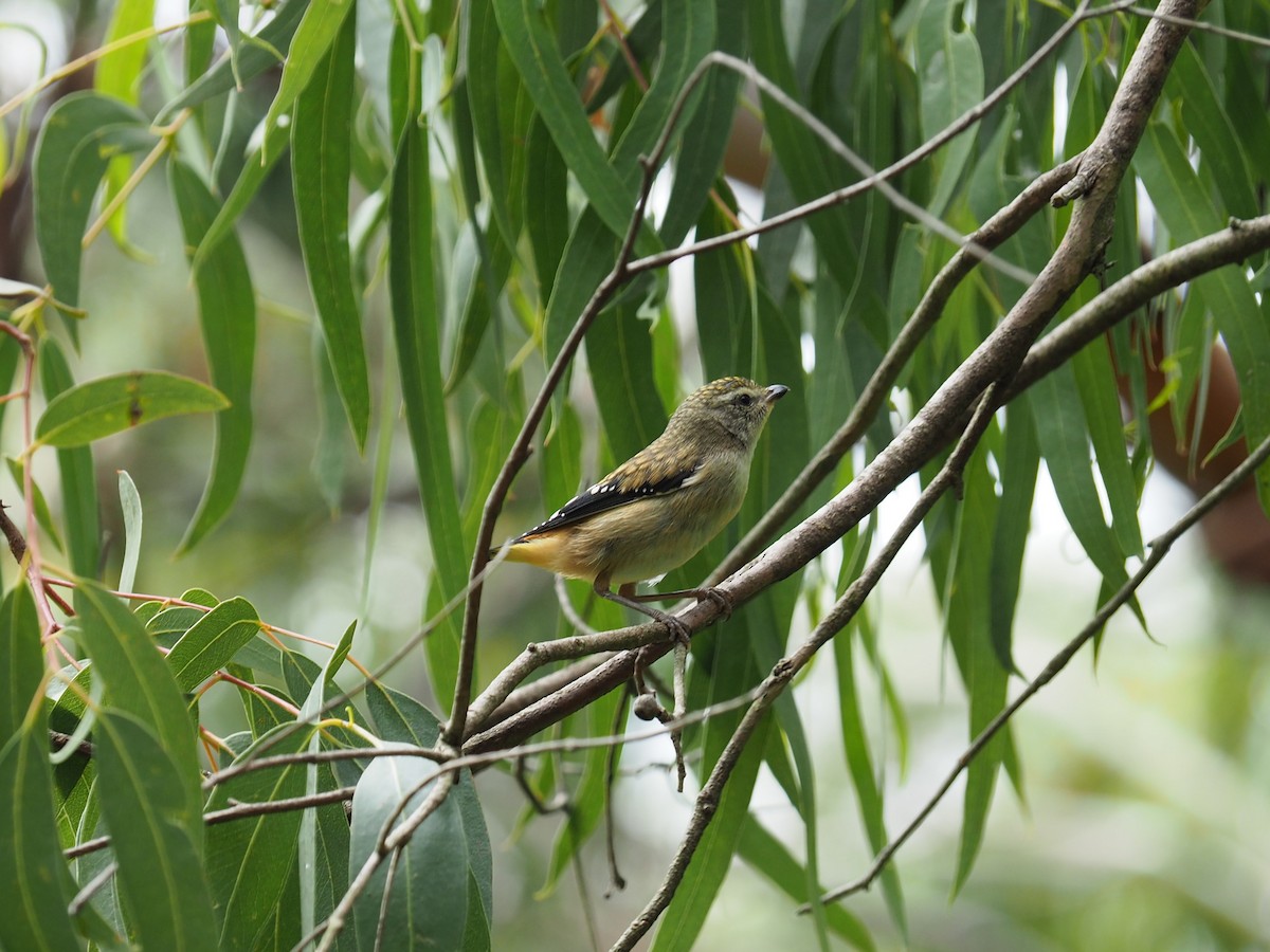 Spotted Pardalote - ML520231331