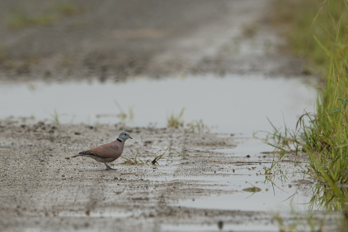 Red Collared-Dove - ML520233651