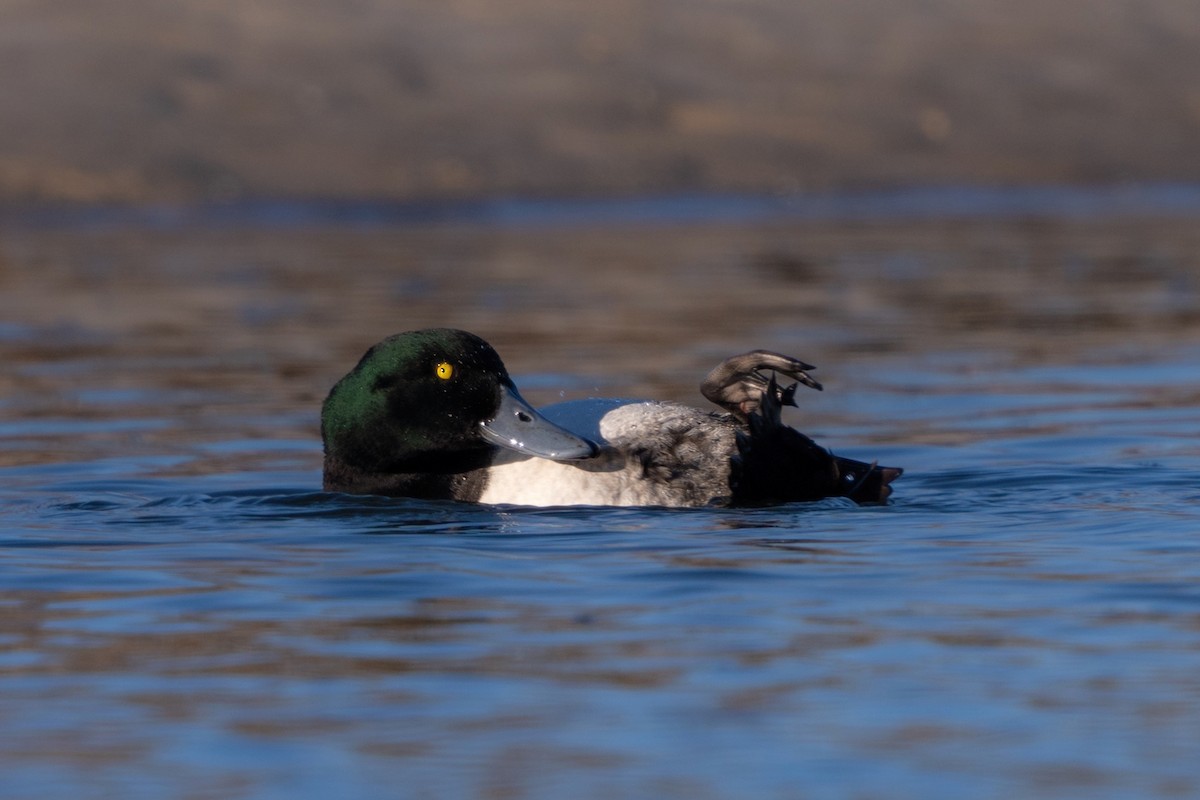 Greater Scaup - ML520235931