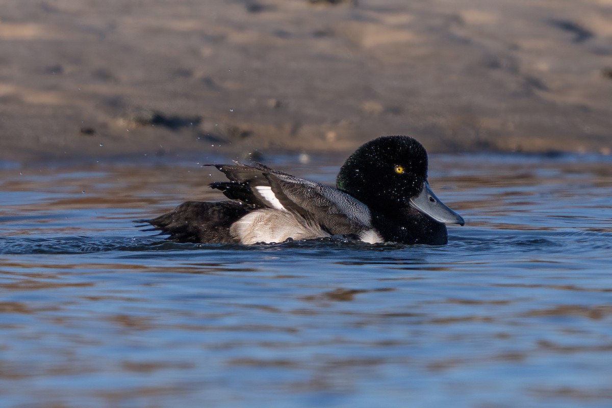 Greater Scaup - ML520235941