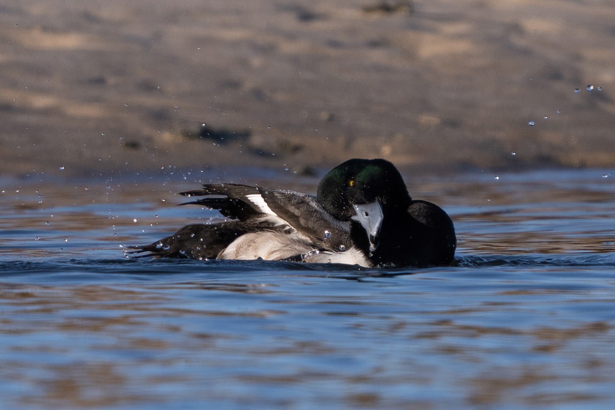 Greater Scaup - ML520235951