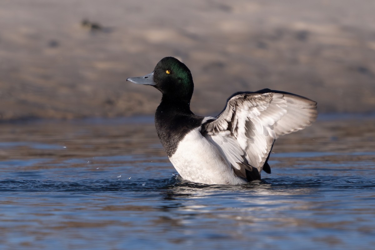 Greater Scaup - ML520235961