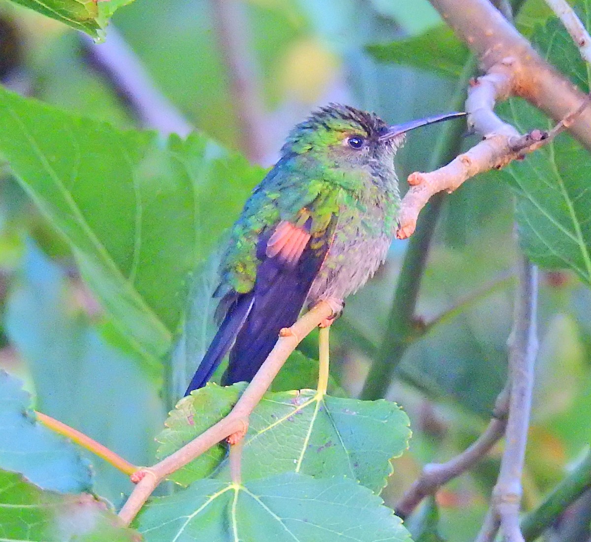 Stripe-tailed Hummingbird - ML52023831