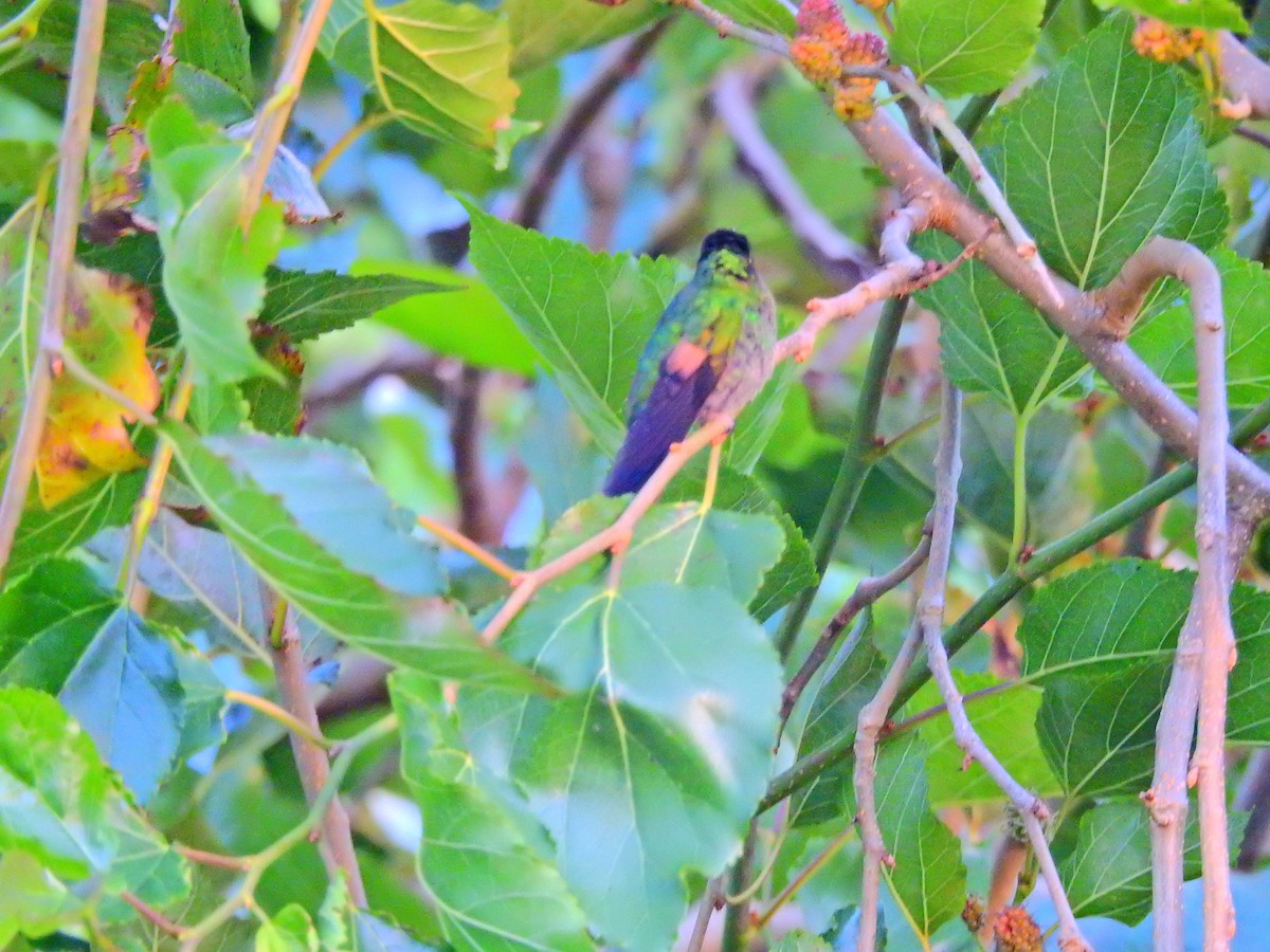 Stripe-tailed Hummingbird - ML52023881